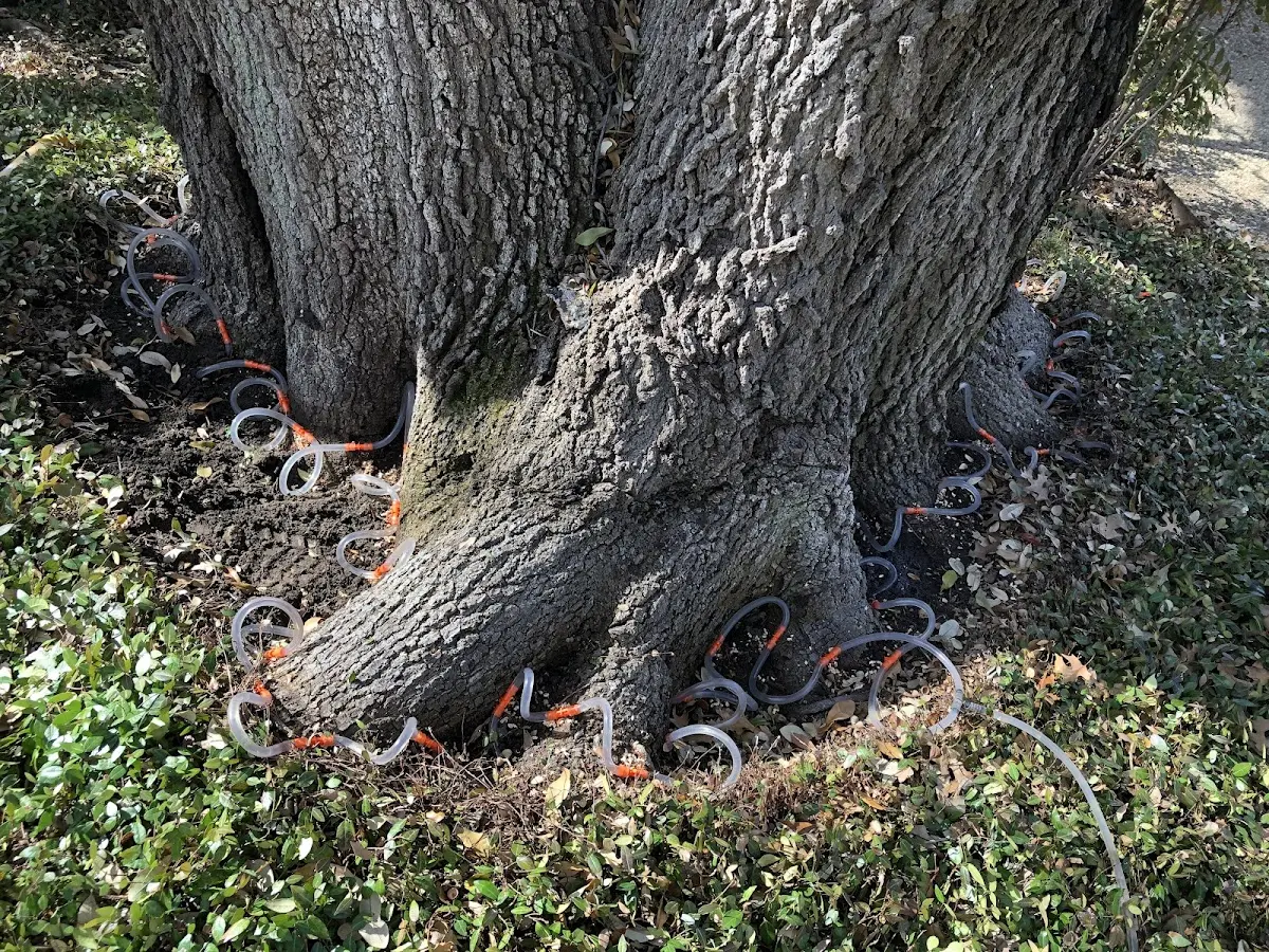Detailed Tree Cabling and Bracing job site in Mc Connell
