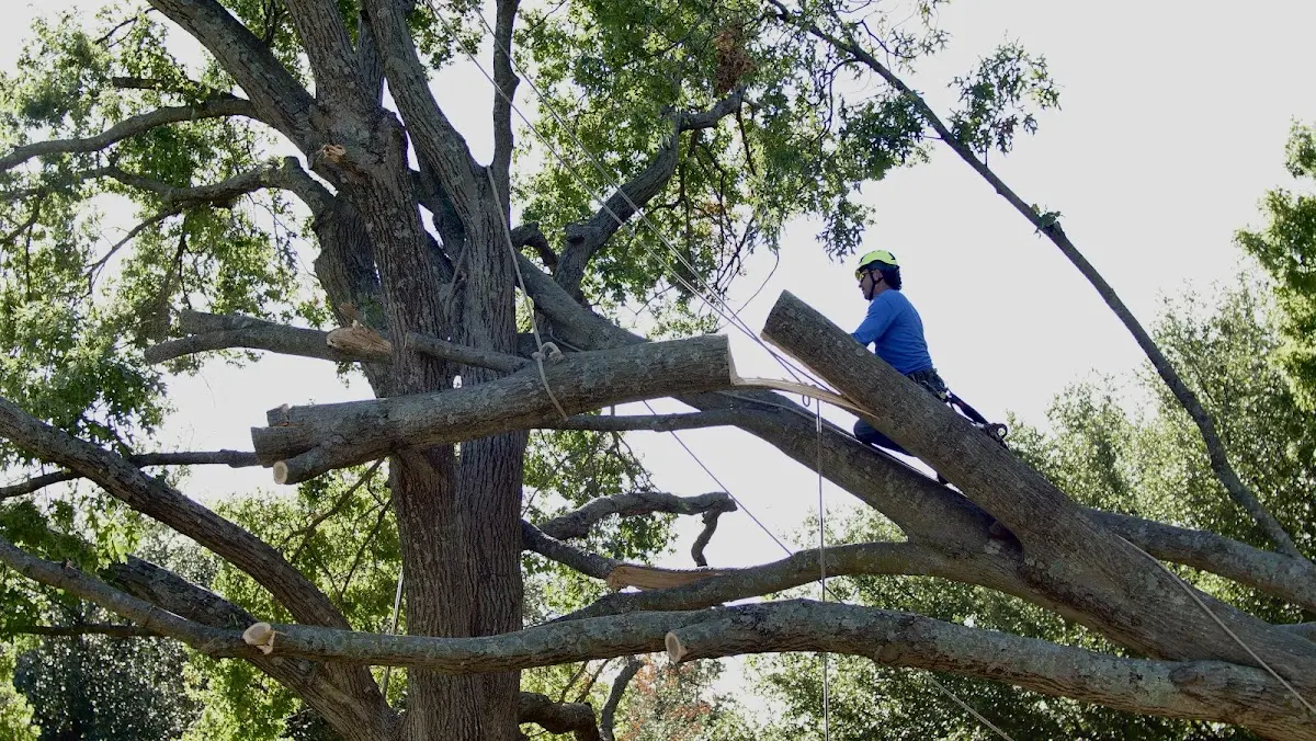 Professional Crown Thinning performed by certified arborists in Mc Connell