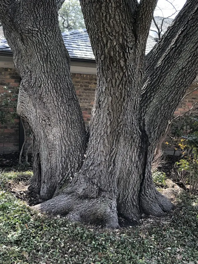 Mature heritage tree close to a Mc Connell property cared for by certified arborists